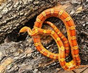 Corn Baker County female 1.jpg