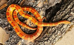 Corn Baker County female 2.jpg