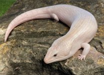 ivory2.jpg
