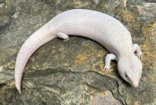 ivory4.jpg