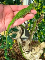 Male banded anole.jpg