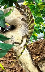 Female Banded Anole.jpg
