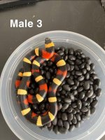 Apricot male 3.jpg