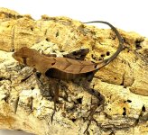 Peruvian Dead Leaf Lizard.jpg