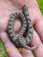IMG_3945.jpg