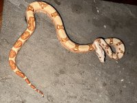 IMG_1266.jpg