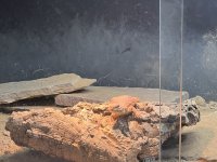 IMG_5742.jpg