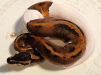 piedtigerhetalbinofemale22atp04.jpeg