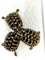 dalmatian males.jpg