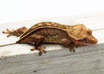 GA-8A-Yellow-Pin-Phantom-Poss-Het-EB_2023_8-16-23.jpg