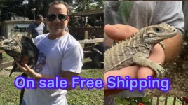 lewisi on sale free shipping .jpg