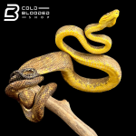 corallus 2 (3).png