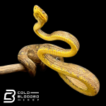 corallus 2.png