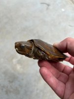 platy2.jpg