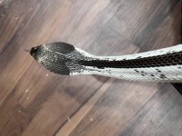 IMG_1054.jpg