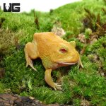 ug_super_pikachu_pacman_frog_4.jpg