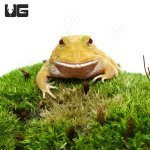 ug_super_pikachu_pacman_frog_3.jpg