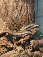 skink.jpg