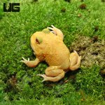 ug_super_pikachu_pacman_frog_2.jpg