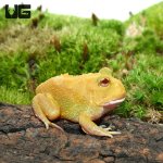 ug_super_pikachu_pacman_frog_1.jpg