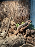 skink 2.jpg