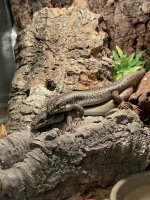 skink 3.jpg