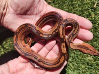 Male 5 Blood Jungle 66% Het Albino.jpg