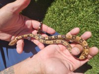 Jungle Female 6 100% Het blood 66% het Kahl albino Top.jpg