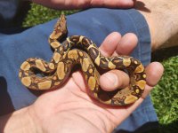Jungle Female 8 100% Het blood 66% het Kahl albino Top.jpg