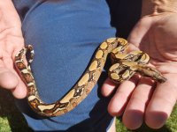 Female 10 100% Het blood 66% het Kahl albino Top.jpg