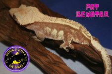 Pat 2.jpg