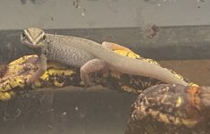 IMG_4742.jpg