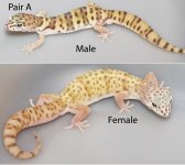 Coleonyx pair A.jpg
