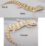 Coleonyx pair B.jpg