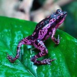Amphibians_Purple-Atelopus (1).jpg