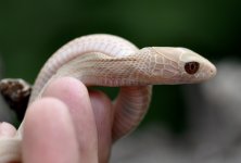hypo male 2023.jpg