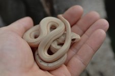 hypo male 2023 2.jpg