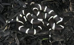 IMG_8431.jpg