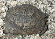frankie-at-tortoise-acres-s.jpg