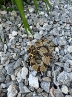 IMG_8195.jpg