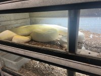 Ivory.jpg