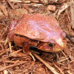 Adult_Tomato_Frog_9890a6dd-051d-442b-bf51-25427f62aca3.jpg