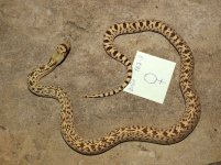 1B7-8 Female.jpg
