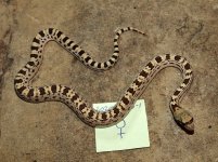 6B1 Female.jpg