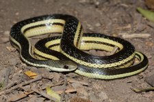 t. lateralis.jpg