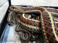 Coast Garter Snakes_2720 (1).jpg