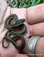 Coast Garter Snake_2734 (1).jpg