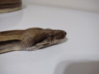 Snake head.jpg