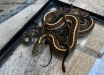 Coast Garter Snakes_2712 (1).jpg