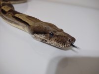 Snake head 2.jpg